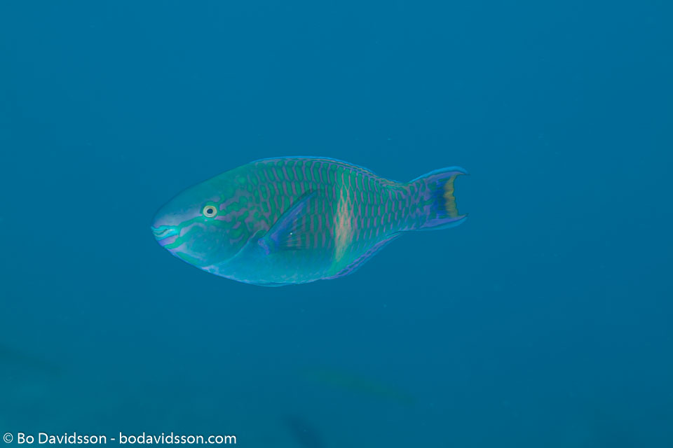 BD-120425-Marsa-Alam-6541-Scarus-fuscopurpureus-(Klunzinger.-1871)-[Purple-brown-parrotfish].jpg